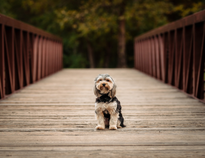 LoriSlottPhotography.com-Pet-Photo-Session