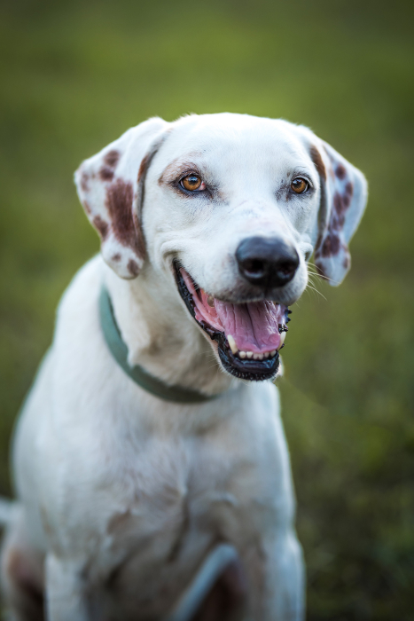 LoriSlottPhotography.com-Pet-Photo-Session