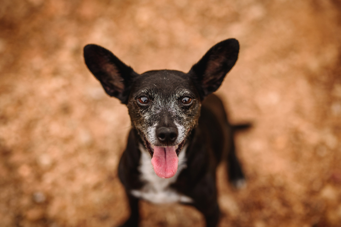 LoriSlottPhotography.com-Pet-Photo-Session